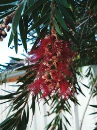 Low angle view of red leaves hanging on tree