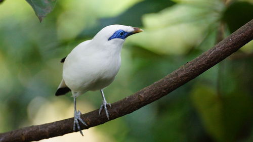 Close-up of bird perching on branch