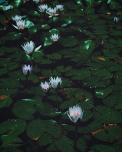 Close-up of lotus water lily in pond