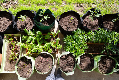 Potted plants in row