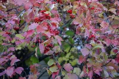 Close-up of red flowering plant