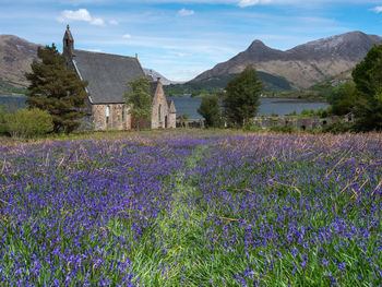 Bluebell fields at st john's episcopal church, ballachulish in the scottish highlands