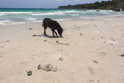 View of a dog on beach