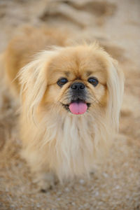 Portrait of dog sticking out tongue