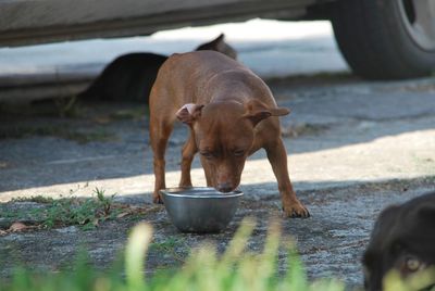 View of dog drinking water from car