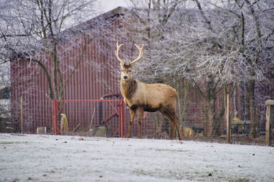 Deer in the forest