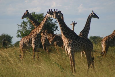 Animals grazing on field