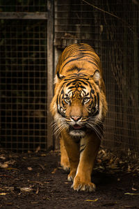 Close-up of tiger in cage at zoo