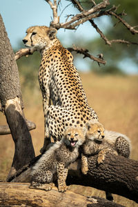 Cheetah with cubs on tree trunk