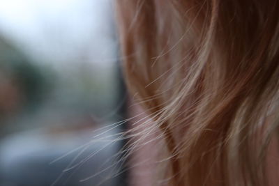 Close-up of woman in hair