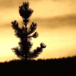 Silhouette of tree at sunset