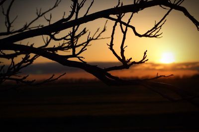 Close-up of silhouette tree against sky at sunset