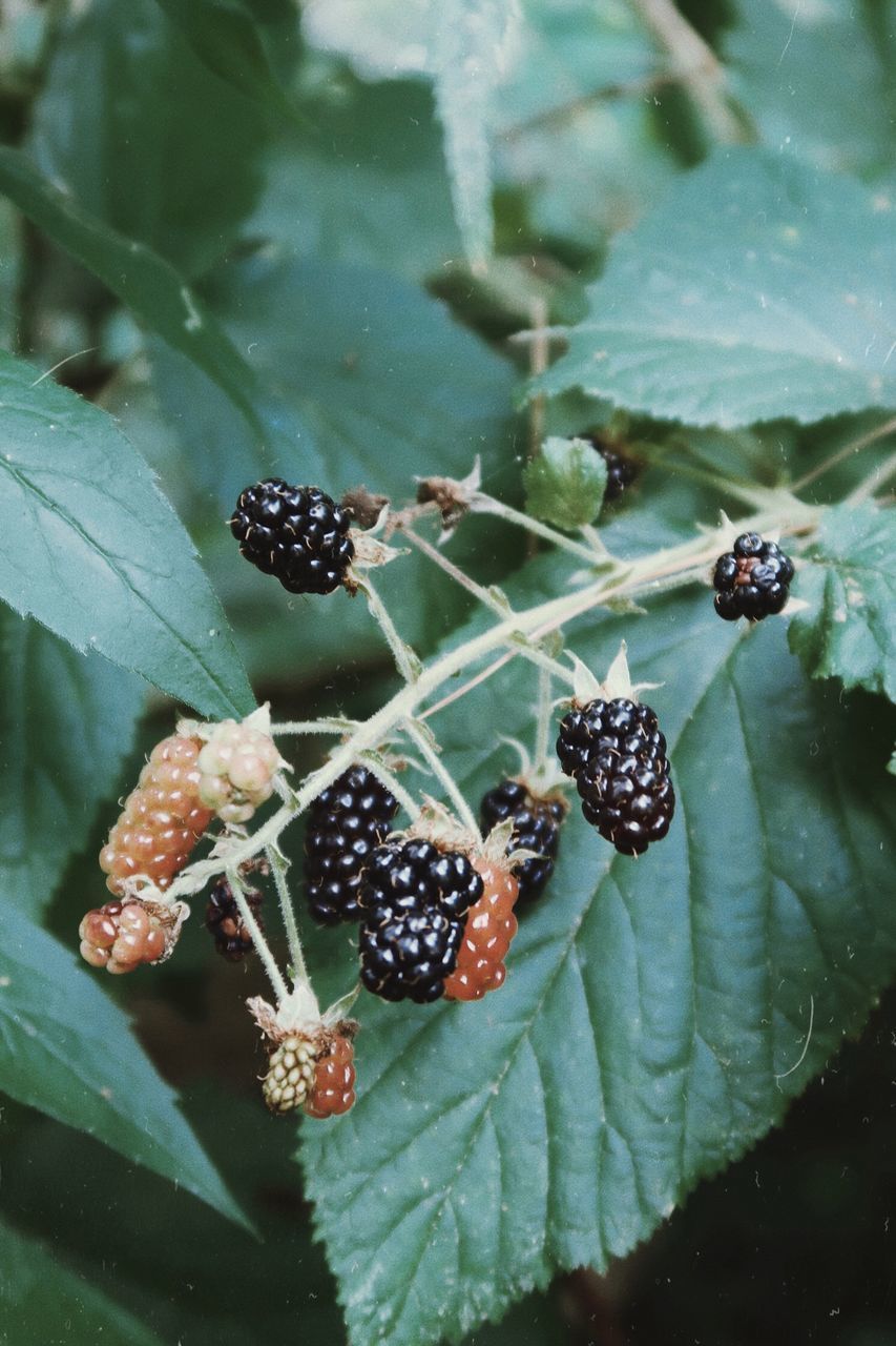 CLOSE-UP OF FRUITS ON PLANT