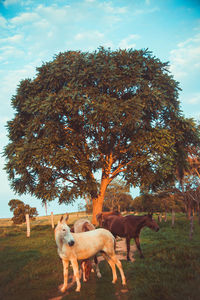 Horse in a field