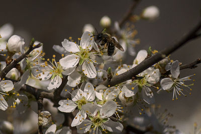 Close-up of bee pollinating on white flower