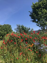 Red flowering plants on field against sky
