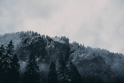 Low angle view of pine trees against sky