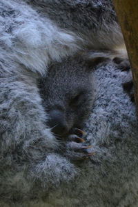 Close-up of cat
