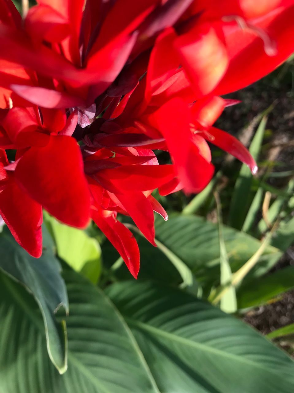 CLOSE-UP OF RED FLOWERING PLANTS