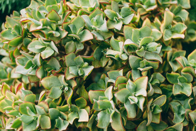 High angle view of succulent plant