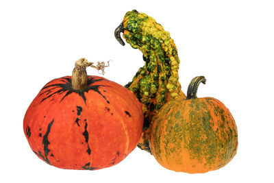 Close-up of pumpkin against white background