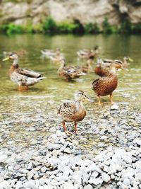 Ducks in a lake