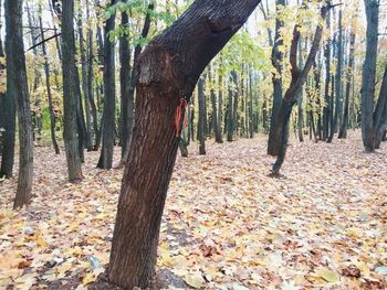 Close-up of tree trunk