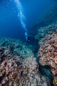 Diver in sea