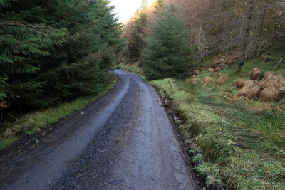 Road amidst trees in forest