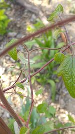 Close-up of plant