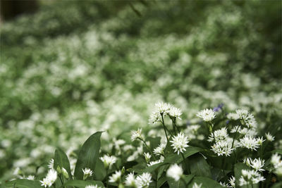 Close-up of flowering plant on field