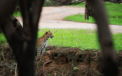 View of leopard looking for hunt