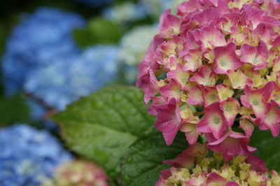 Close-up of pink flowers