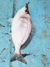 High angle view of  line caught fish