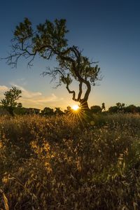 Silhouette tree on field against sky during sunset