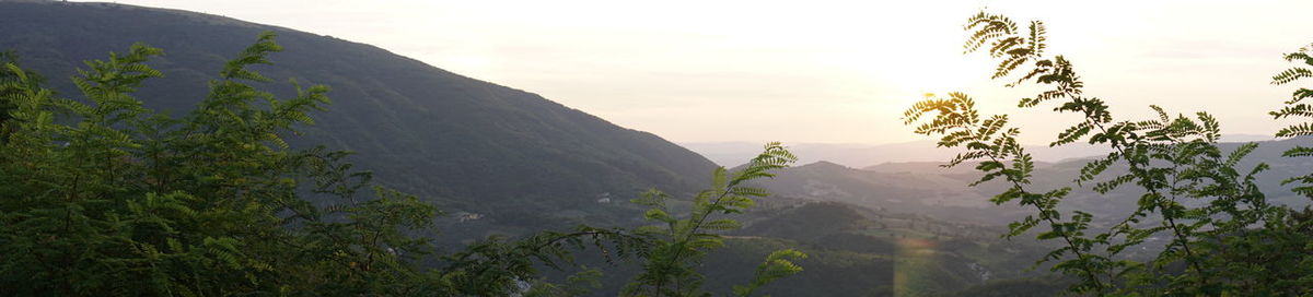 Close-up of plants against mountain