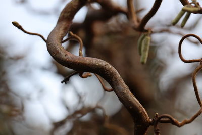 Close-up of rusty barbed wire