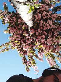 Low angle view of pink flowering tree against clear sky