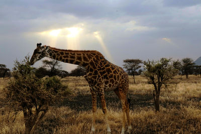 View of giraffe on field against sky