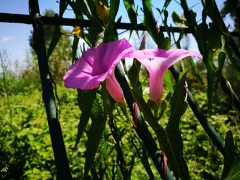 Close-up of pink flowering plant