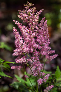 Close-up of pink flowering plant