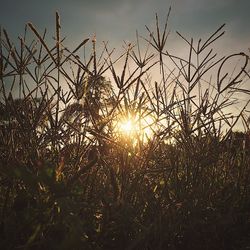 Close-up of plants on field against sky during sunset