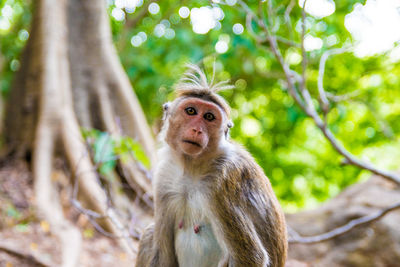 Portrait of monkey on tree