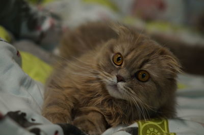 Close-up of scottish fold resting on bed