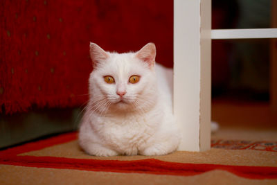 Close-up portrait of cat at home