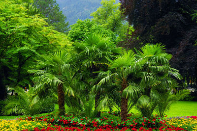 View of flowering plants and trees