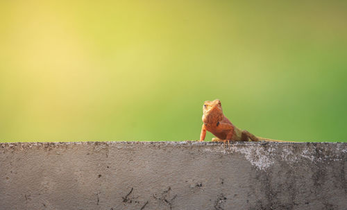 Side view of a lizard on wall