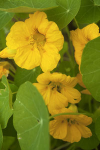 Close-up of yellow flowers blooming outdoors