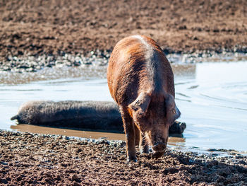 View of a horse drinking water