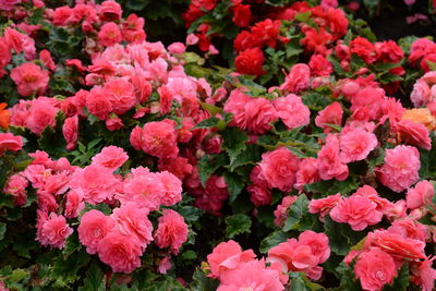 Full frame shot of pink flowering plants
